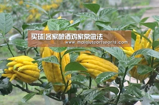 买球站