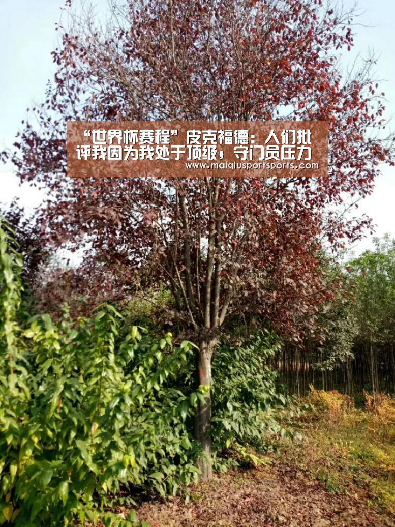 “世界杯赛程”皮克福德:人们批评我因为我处于顶级;守门员压力比点球手小(图1) 买球站官网